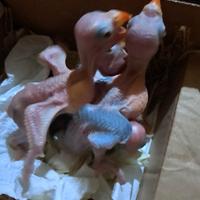 Pullo parrocchetto dal collare lutino