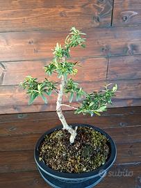Bonsai di Piracanta. Visita il profilo