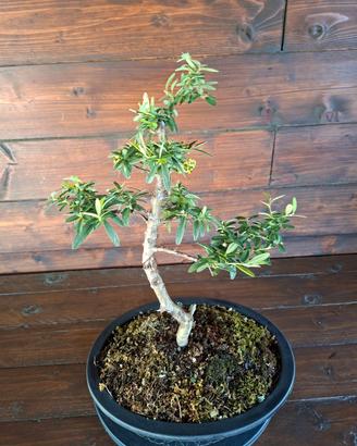 Bonsai di Piracanta. Visita il profilo