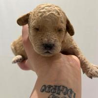 Barboncini nano disponibili