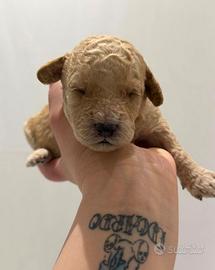 Barboncini nano disponibili