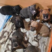 Cuccioli amstaf sverminati e primo vaccino