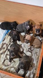 Cuccioli amstaf sverminati e primo vaccino