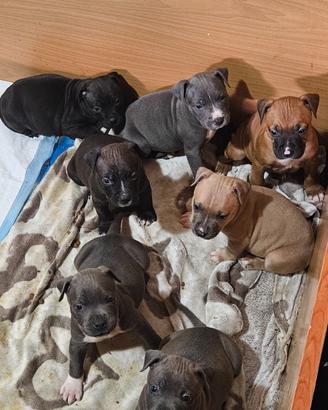 Cuccioli amstaf sverminati e primo vaccino