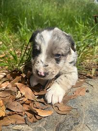 Cuccioli incrocio Border Collie