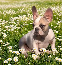 Bulldog francese