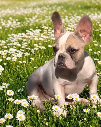 Bulldog francese