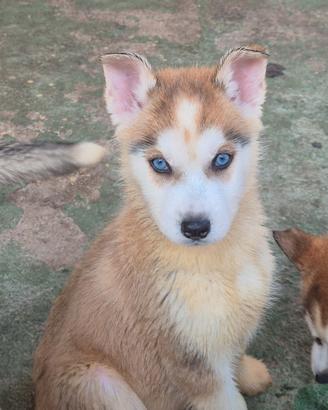 Cani husky cuccioli