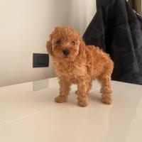 Femmina Barboncino Nano PEDIGREE ENCI