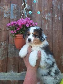 Australian shepherd