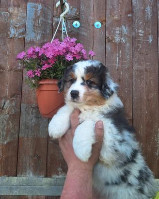 Australian shepherd