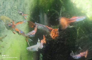 Lebistes Guppy endler