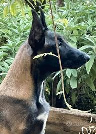 Malinois