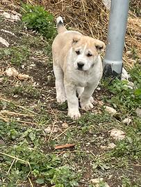 Alabai (cane pastore dell'Asia Centrale
