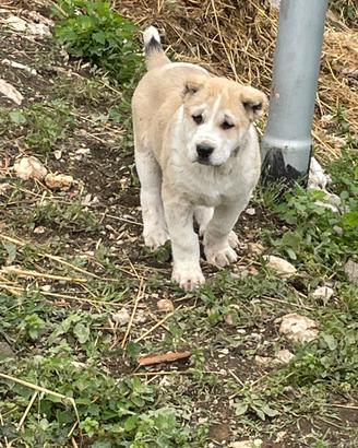 Alabai (cane pastore dell'Asia Centrale