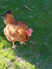 Pollastre da carne e uova