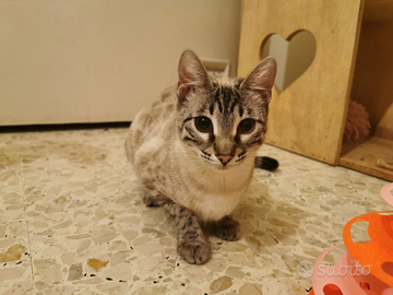 Gattina bengala snow mink