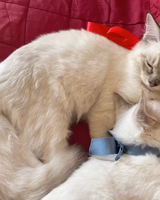 Gatto ragdoll