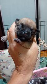 Disponibili 2 maschietti di chihuahua