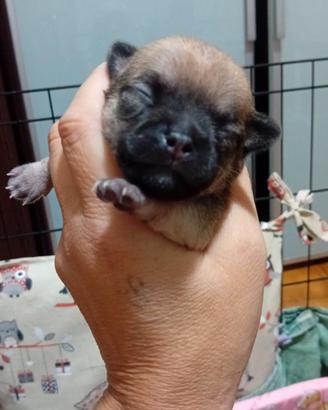 Disponibili 2 maschietti di chihuahua