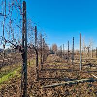 pali di cemento per vigneto