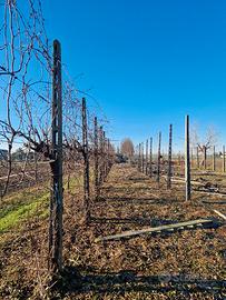 pali di cemento per vigneto