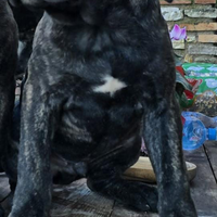 Cuccioli cane corso