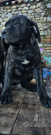 Cuccioli cane corso