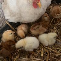 Pulcini gallina ovaiola