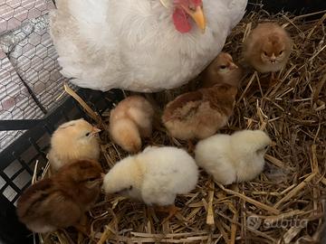 Pulcini gallina ovaiola