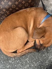 Cucciolo di pittbull/malinois
