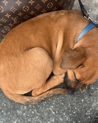Cucciolo di pittbull/malinois