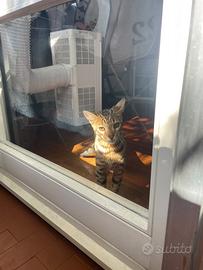 Cucciolo di bengala