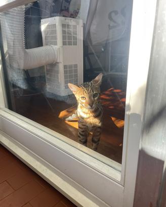 Cucciolo di bengala