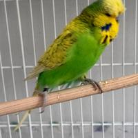 Coppia pappagalli inglesi