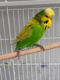 Coppia pappagalli inglesi