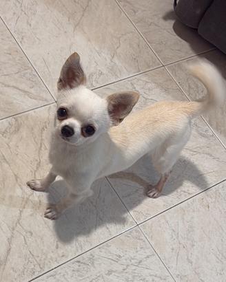 Chihuahua