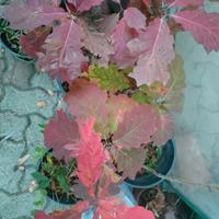 Quercus rubra (quercia rossa)