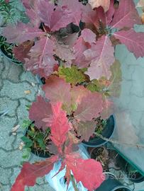 Quercus rubra (quercia rossa)