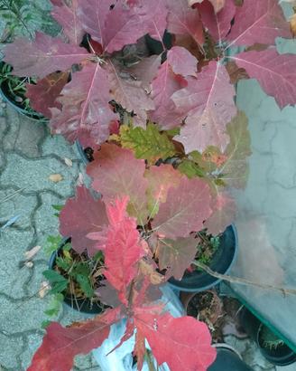 Quercus rubra (quercia rossa)
