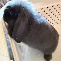 Coniglio ariete di circa 3 mesi