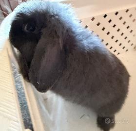 Coniglio ariete di circa 3 mesi