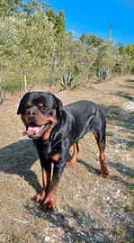 Cucciola di rottweiler
