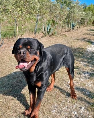 Cucciola di rottweiler