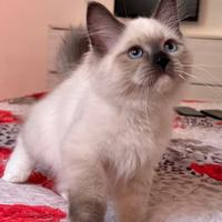 Cuccioli pura razza gatto siberiano su prenotazion