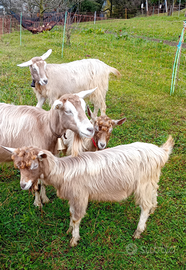 Capra/becchi Toggenburg