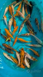Carpa Koi laghetto