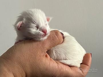 Maine coon prenotabili