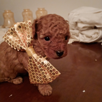 Favolosi barboncini Red toy