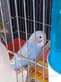 Uccelli